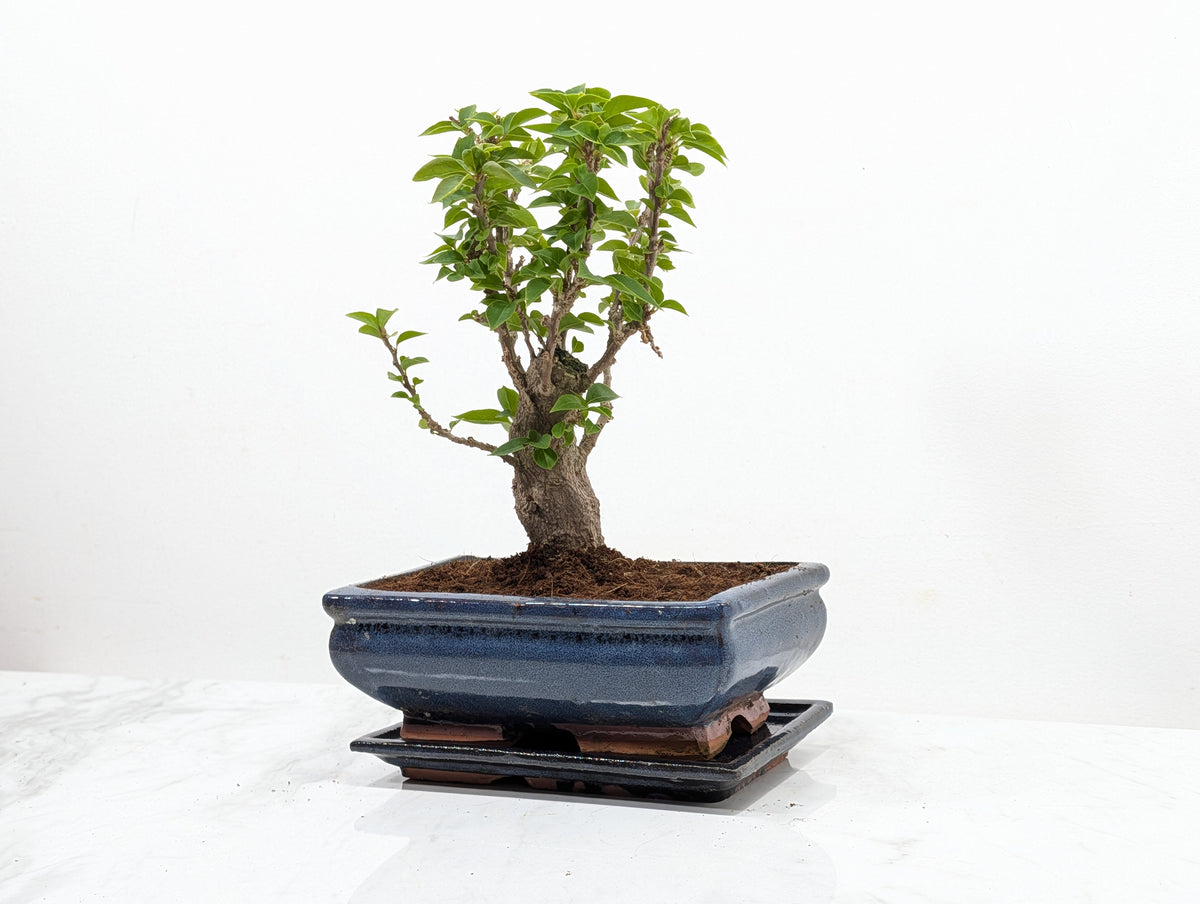 Bougainvillea - Pink Flowering Bonsai 20cm Blue Pot