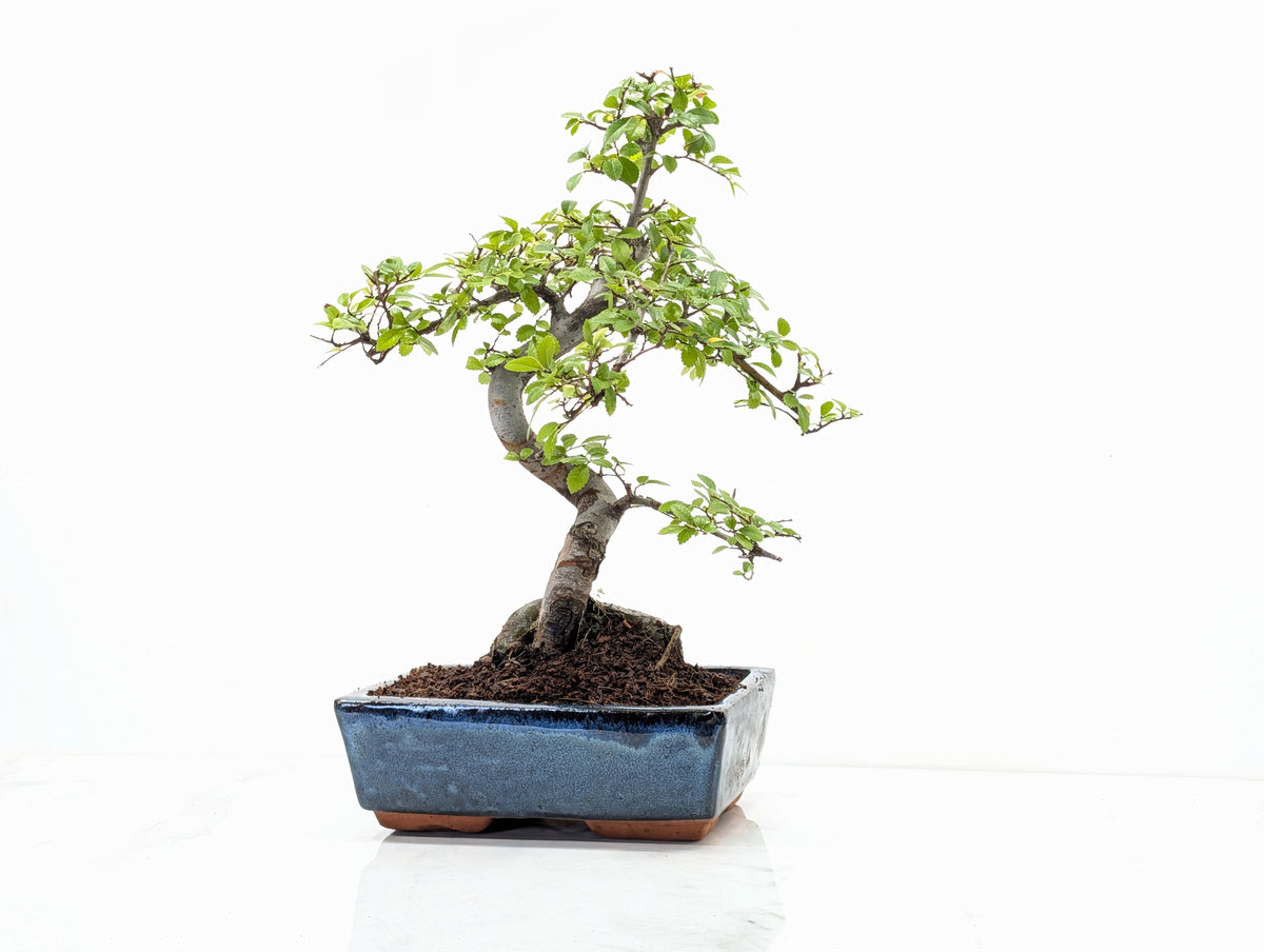 Chinese Elm Bonsai and Care Kit in 18cm Navy Ceramic Pot