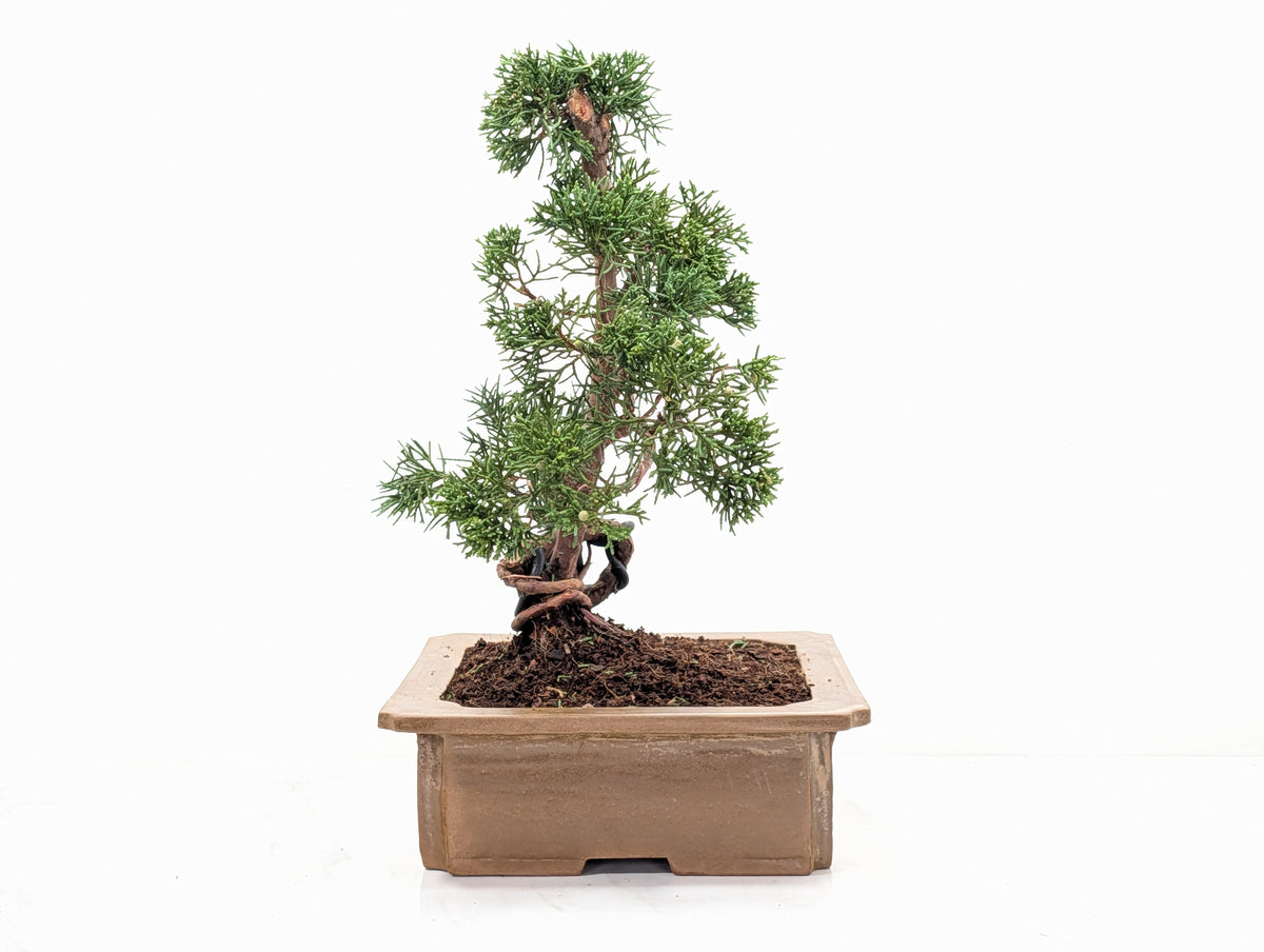 Juniper - Japanese Imported Bonsai