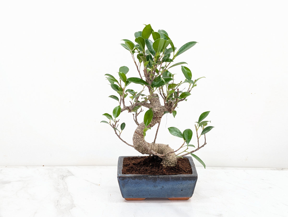 Banyan Fig Bonsai -15cm Navy Pot