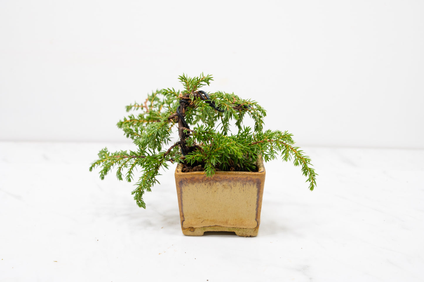 Juniper -Juniperus - Bonsai Starter