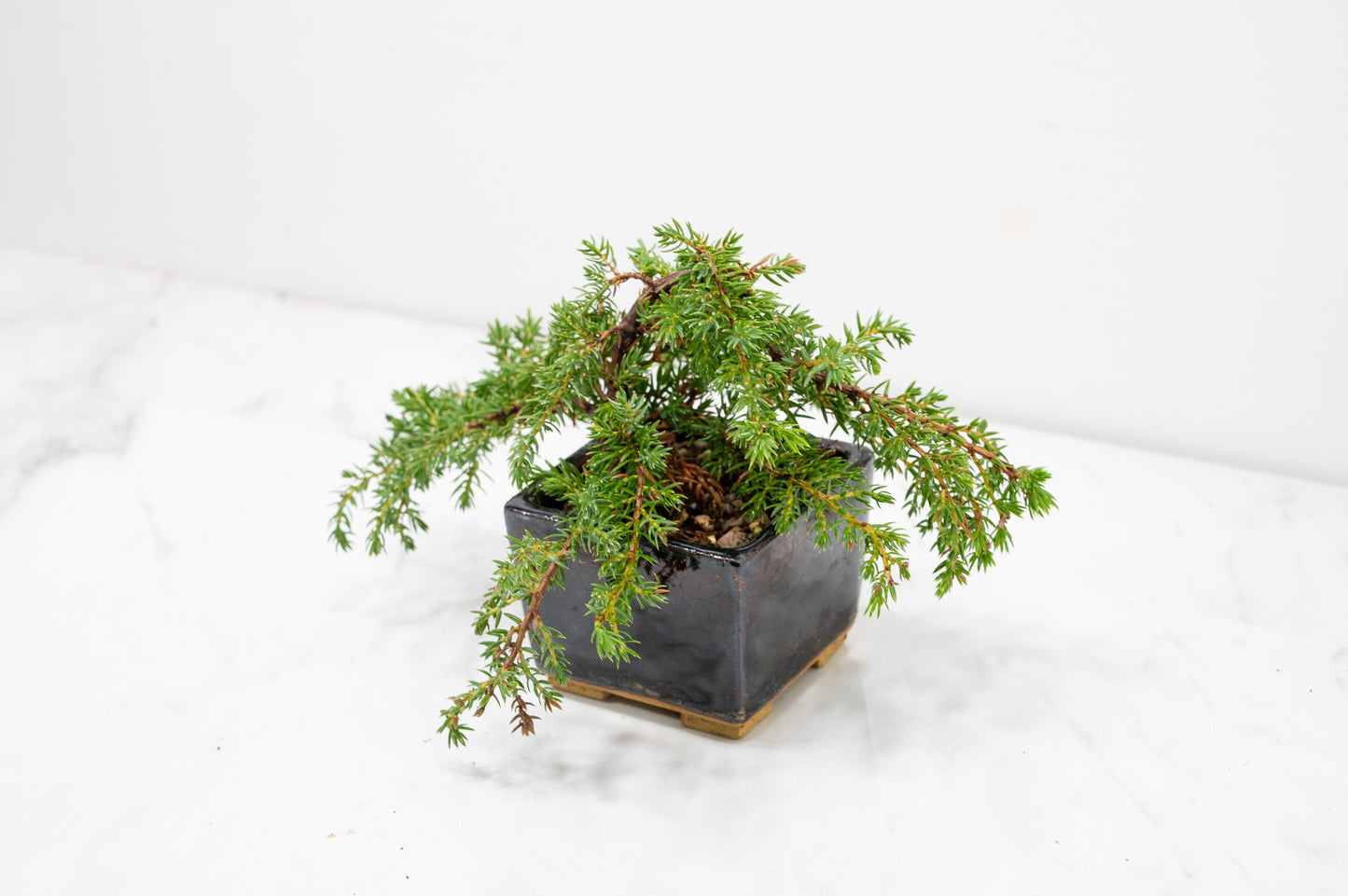 Juniper -Juniperus - Bonsai Starter