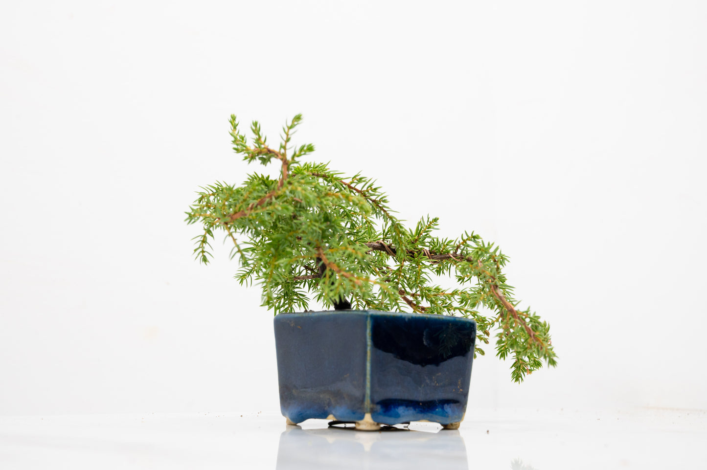 Juniper -Juniperus - Bonsai Starter - Cube Pot
