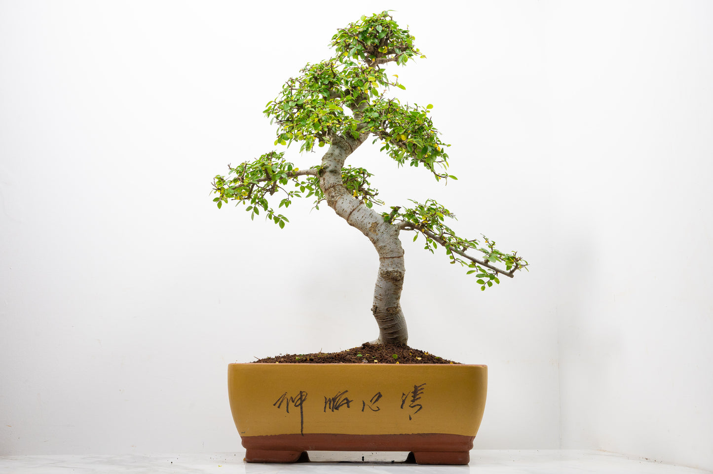 Large Chinese Elm Bonsai in 35cm Chinese Yellow Ceramic Pot