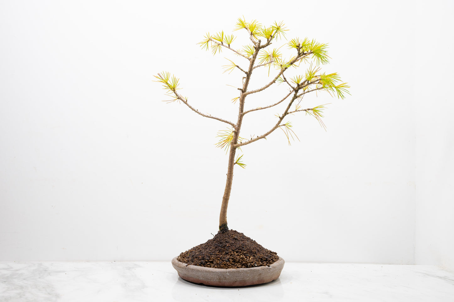 Deodar Cedar Starter Bonsai