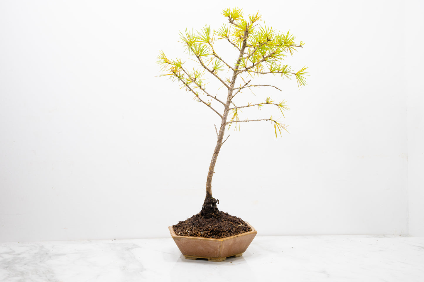 Deodar Cedar Bonsai
