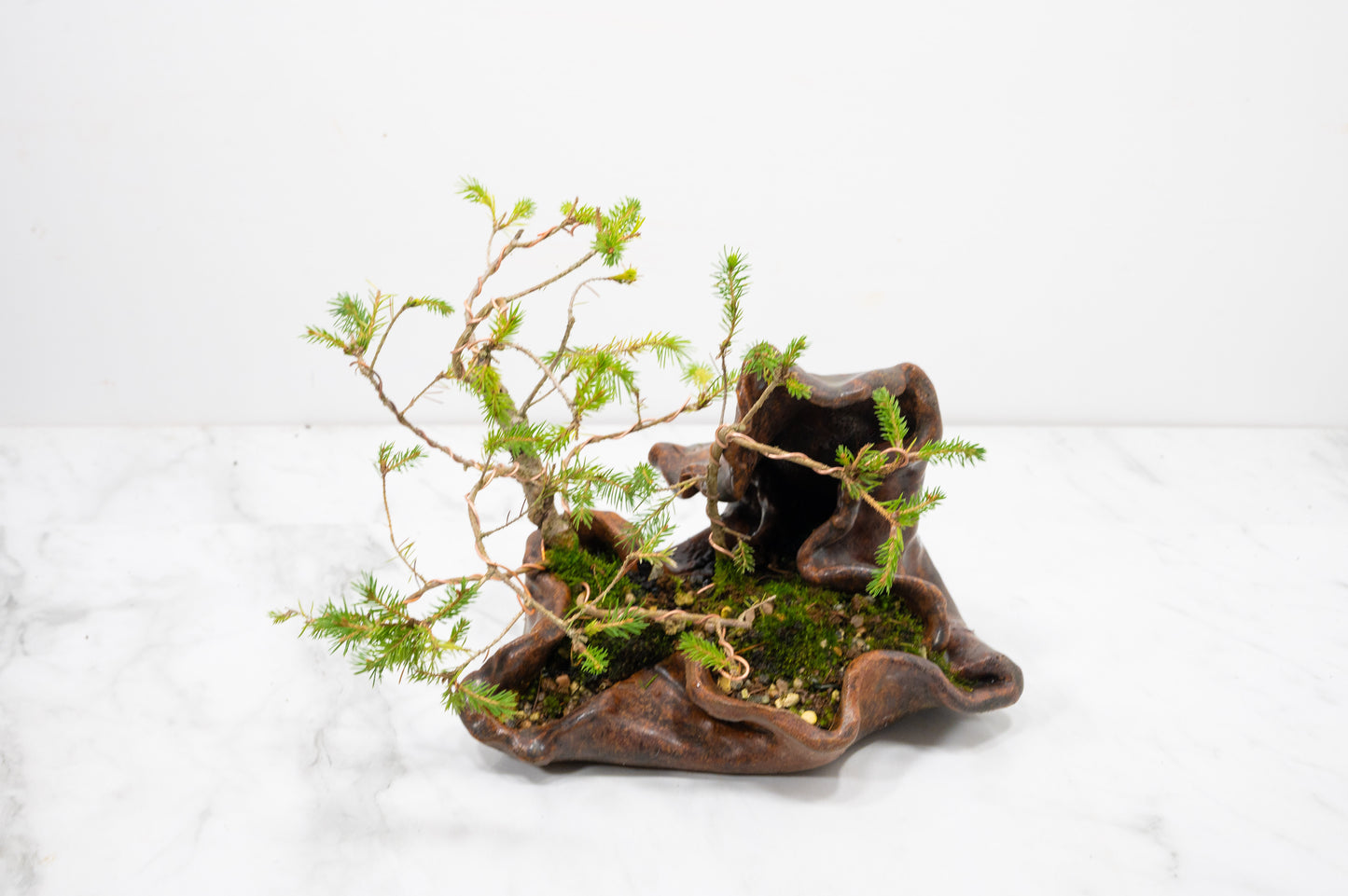 Spruce Bonsai a Ceramic Ember Brown Abstract