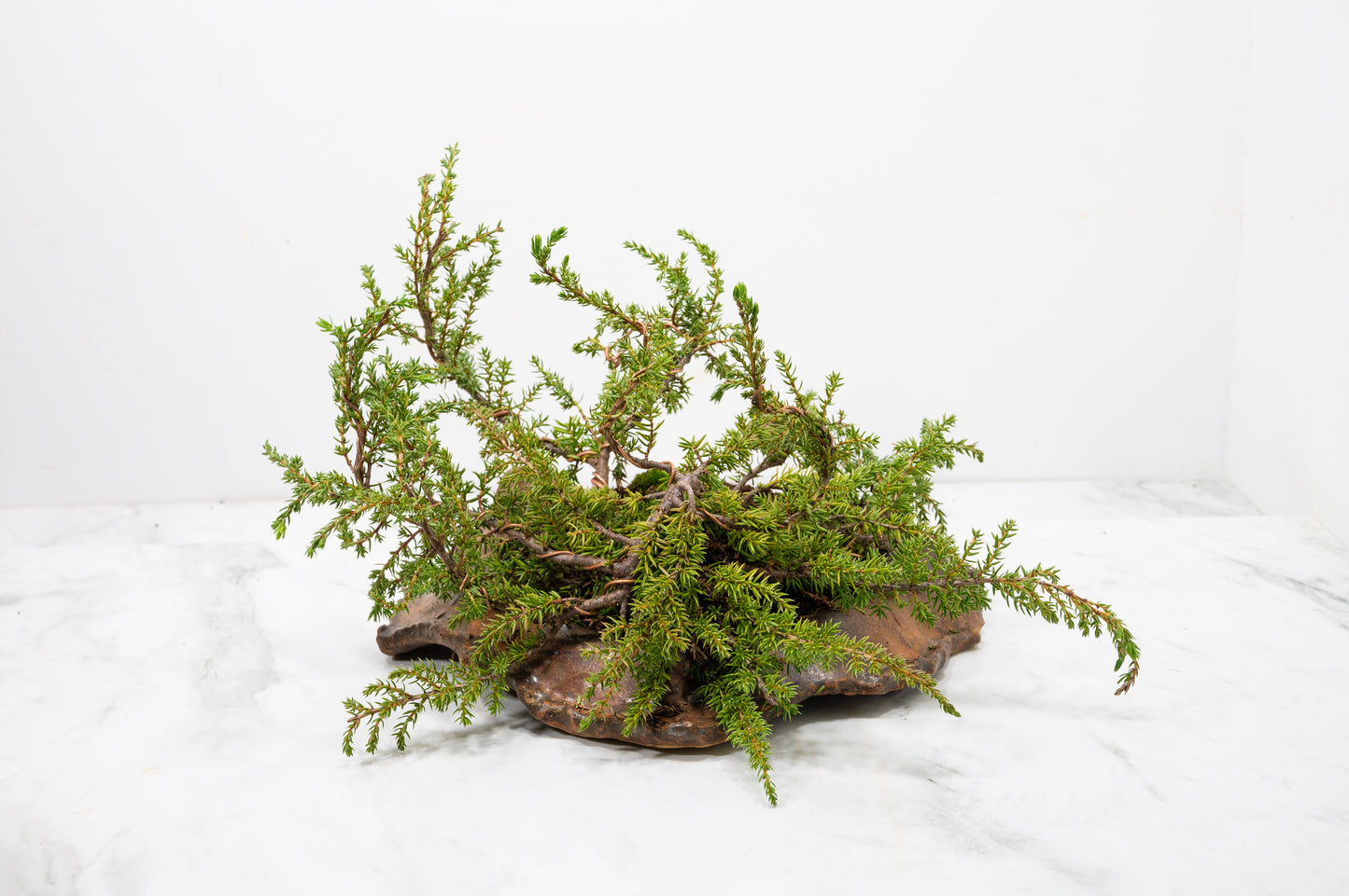 Juniper -Juniperus communis - Bonsai - 28cm Abstract Ember Brown Vessel