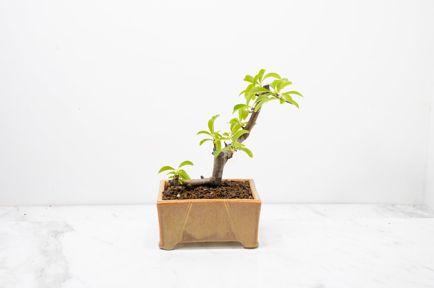 Pyracantha Bonsai Tree