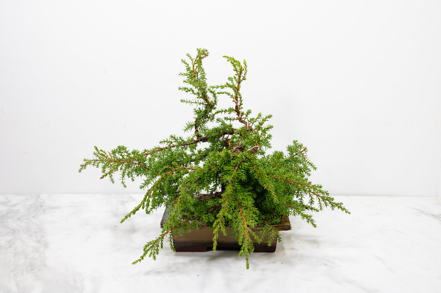Juniper -Juniperus communis - Bonsai - 17.5cm Tundra Large Rimmed Dish