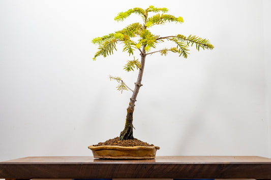 Korean Fir - Abies Bonsai