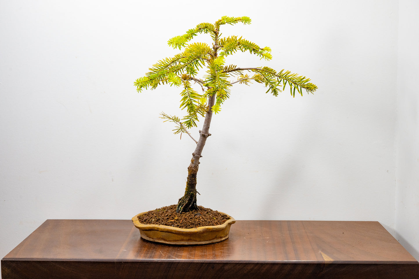 Korean Fir - Abies Bonsai