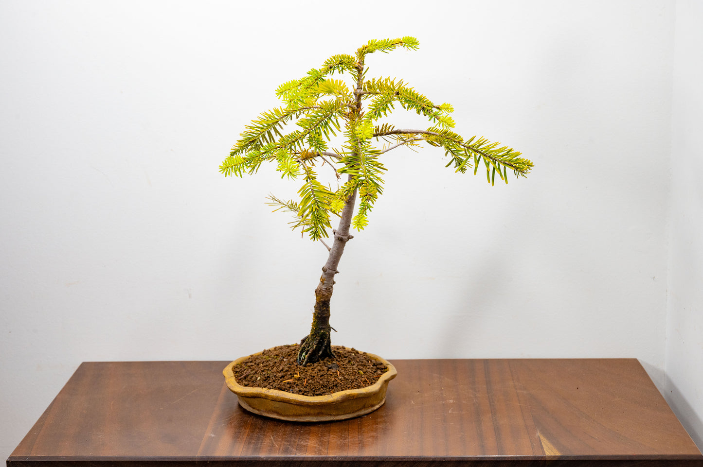 Korean Fir - Abies Bonsai