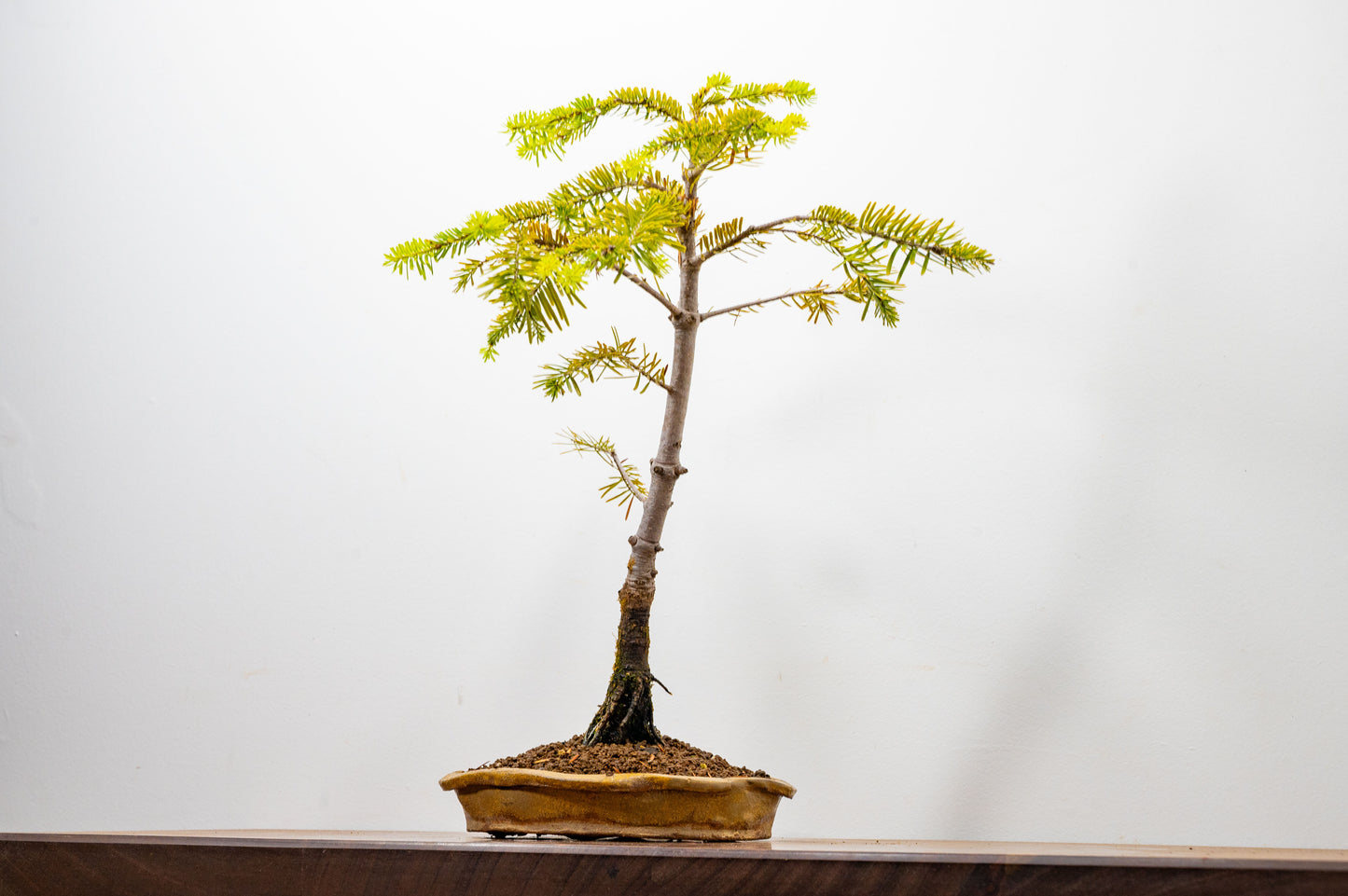Korean Fir - Abies Bonsai