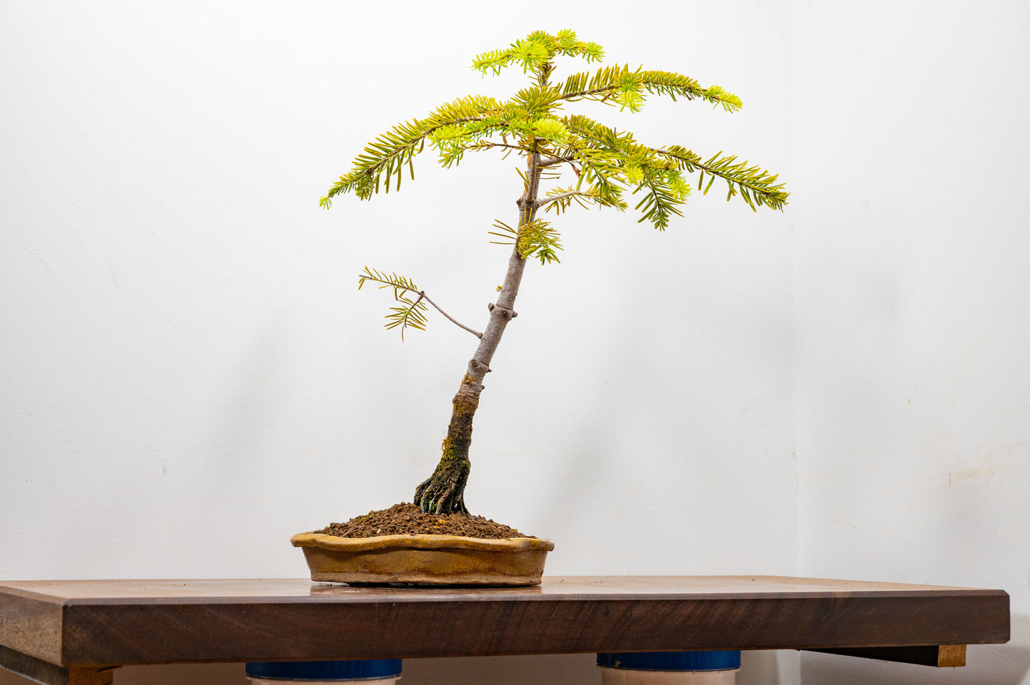 Korean Fir - Abies Bonsai