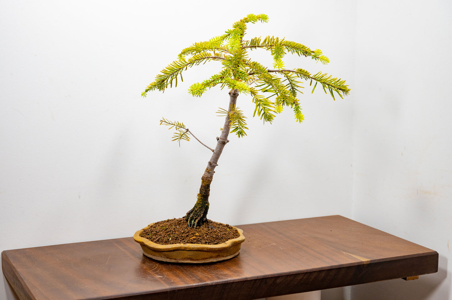 Korean Fir - Abies Bonsai