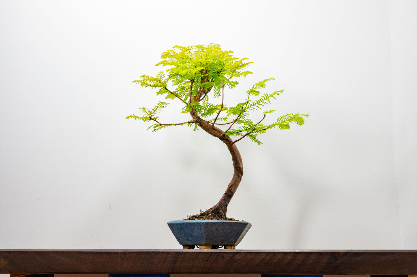Dawn Redwood Bonsai