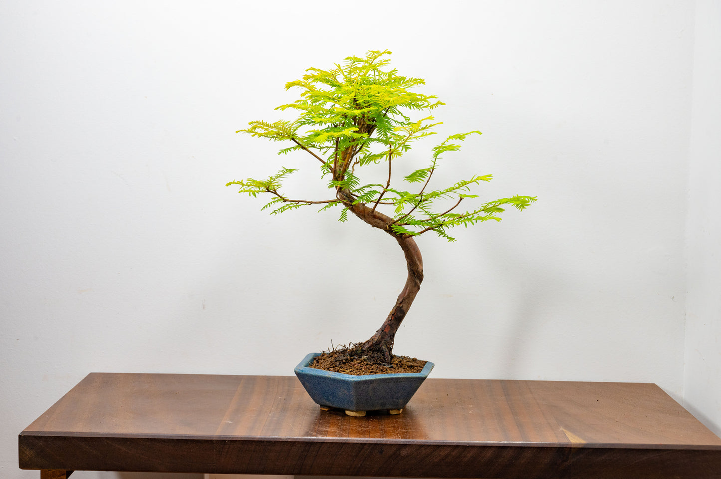 Dawn Redwood Bonsai