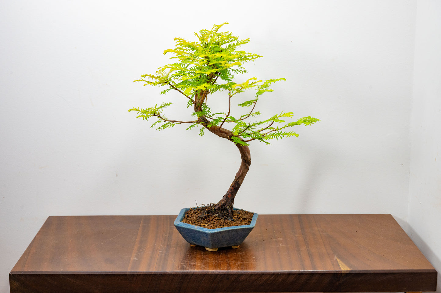 Dawn Redwood Bonsai