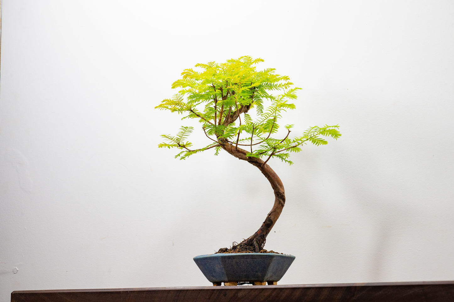 Dawn Redwood Bonsai