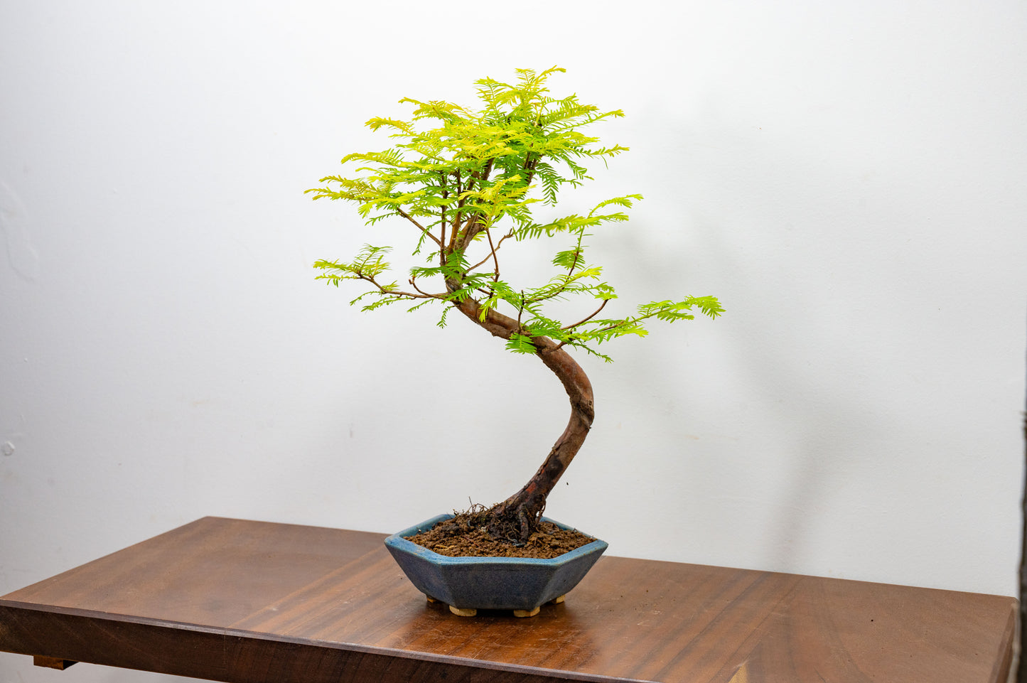 Dawn Redwood Bonsai