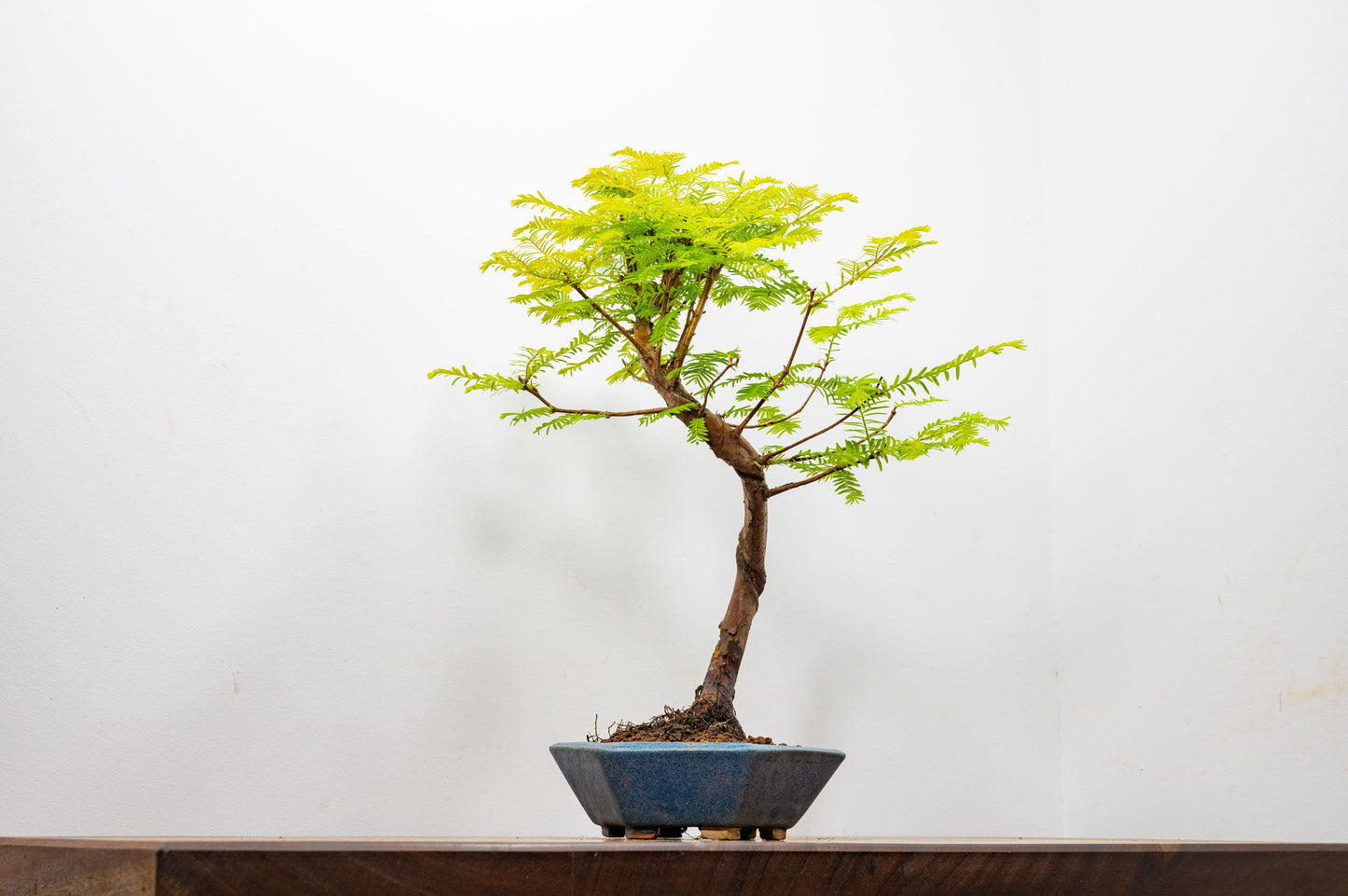 Dawn Redwood Bonsai