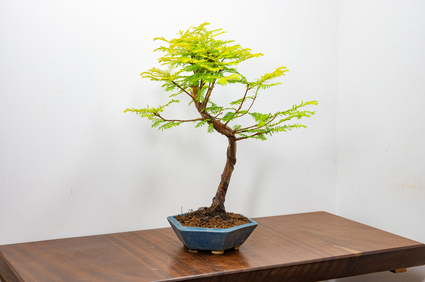 Dawn Redwood Bonsai