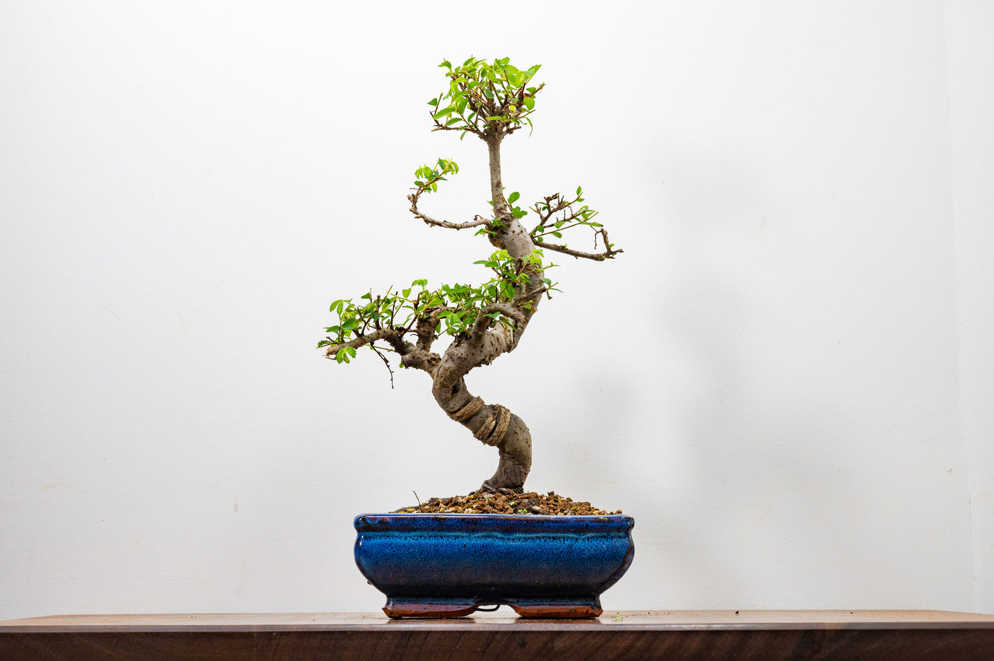 Chinese Elm Bonsai and Care Kit in 20cm Navy Ceramic Pot