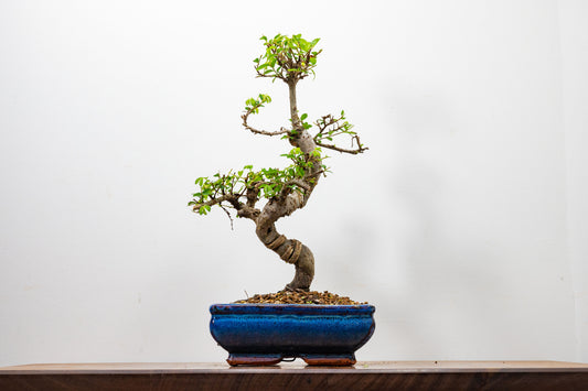 Chinese Elm Bonsai and Care Kit in 18cm Navy Ceramic Pot