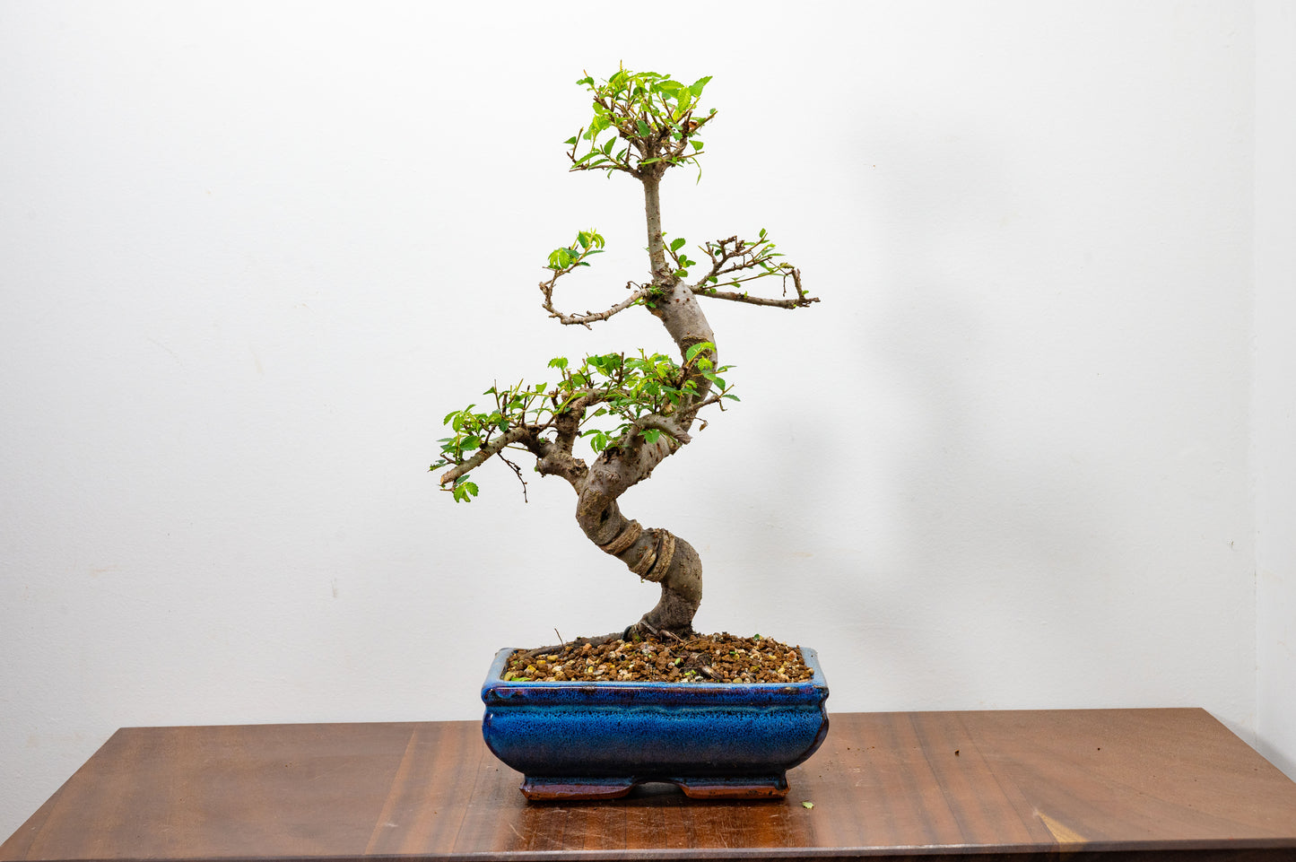 Chinese Elm Bonsai and Care Kit in 20cm Navy Ceramic Pot