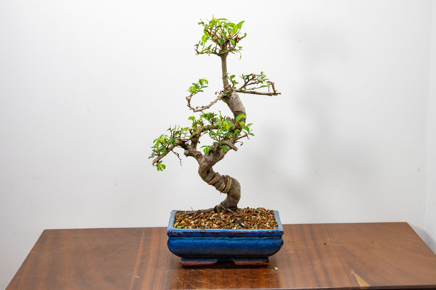 Chinese Elm Bonsai and Care Kit in 20cm Navy Ceramic Pot