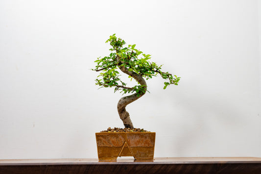 Chinese Elm Bonsai in 13cm Venus Brown DEEP Ceramic Dish+ Care Kit