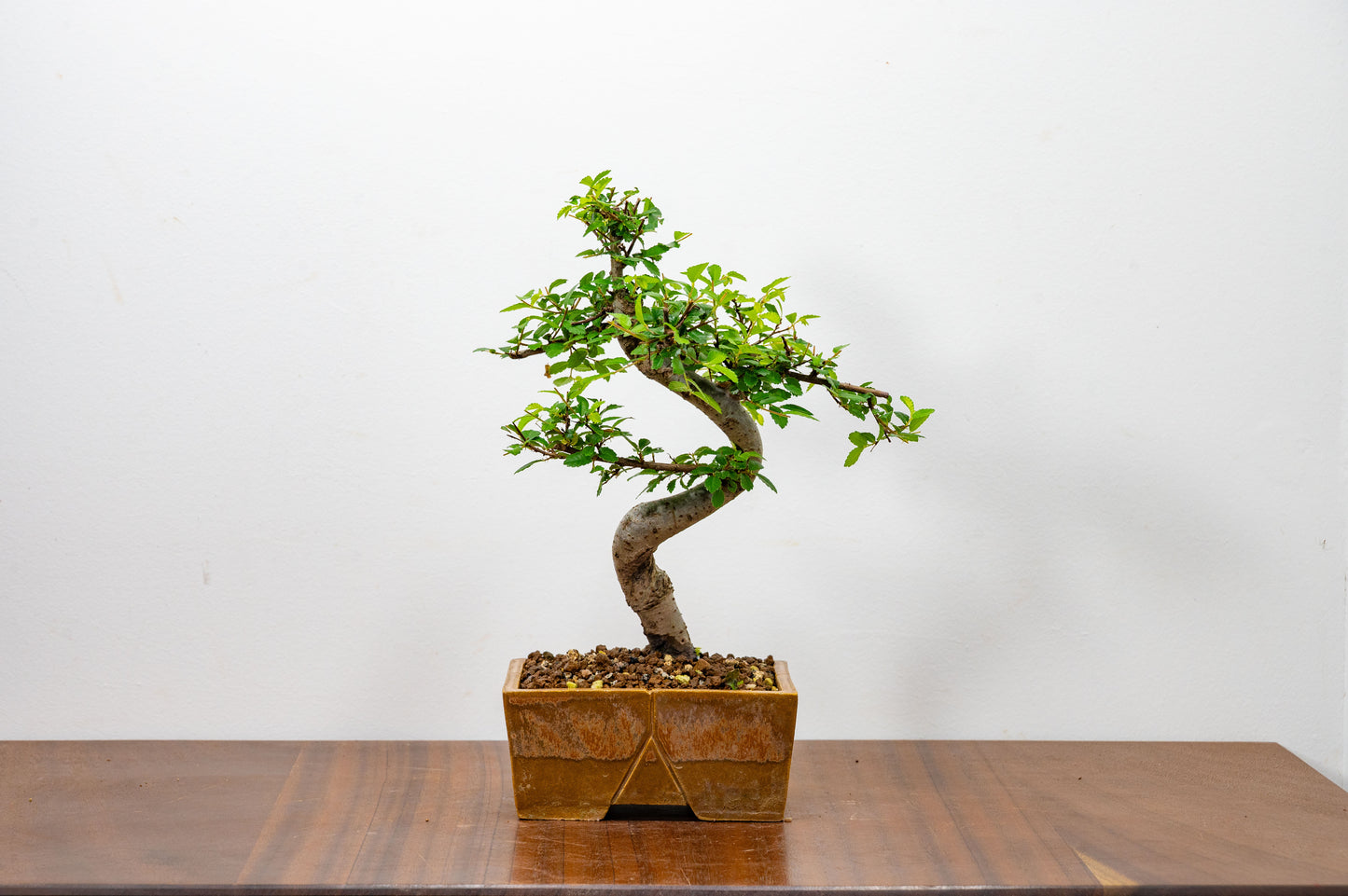 Chinese Elm Bonsai in 13cm Venus Brown DEEP Ceramic Dish+ Care Kit