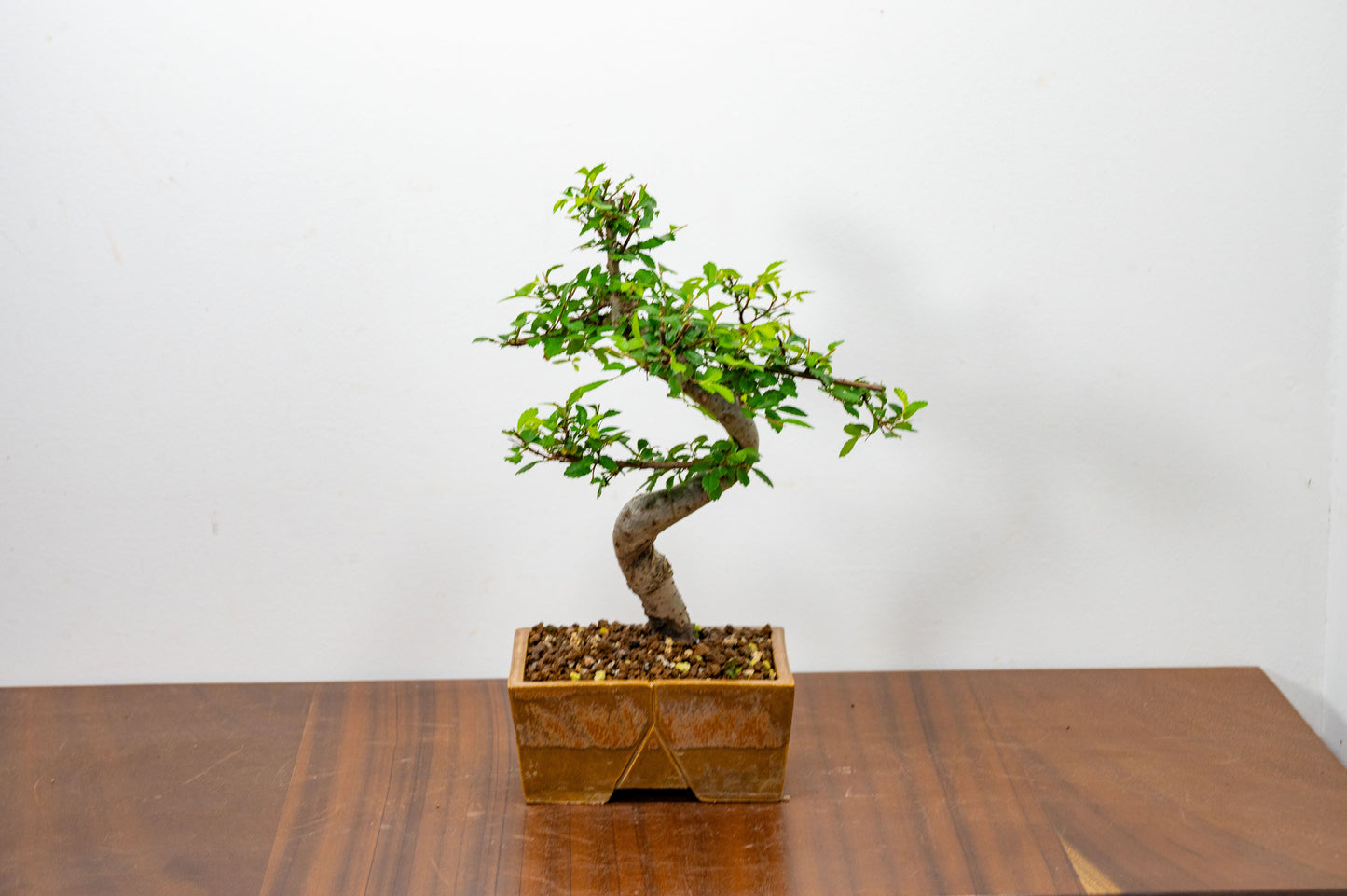 Chinese Elm Bonsai in 13cm Venus Brown DEEP Ceramic Dish+ Care Kit
