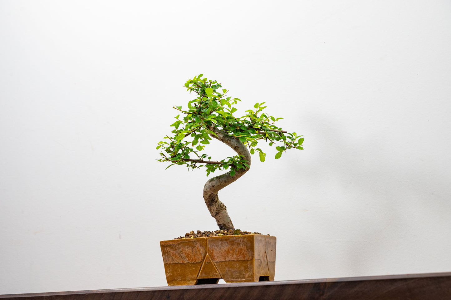 Chinese Elm Bonsai in 13cm Venus Brown DEEP Ceramic Dish+ Care Kit