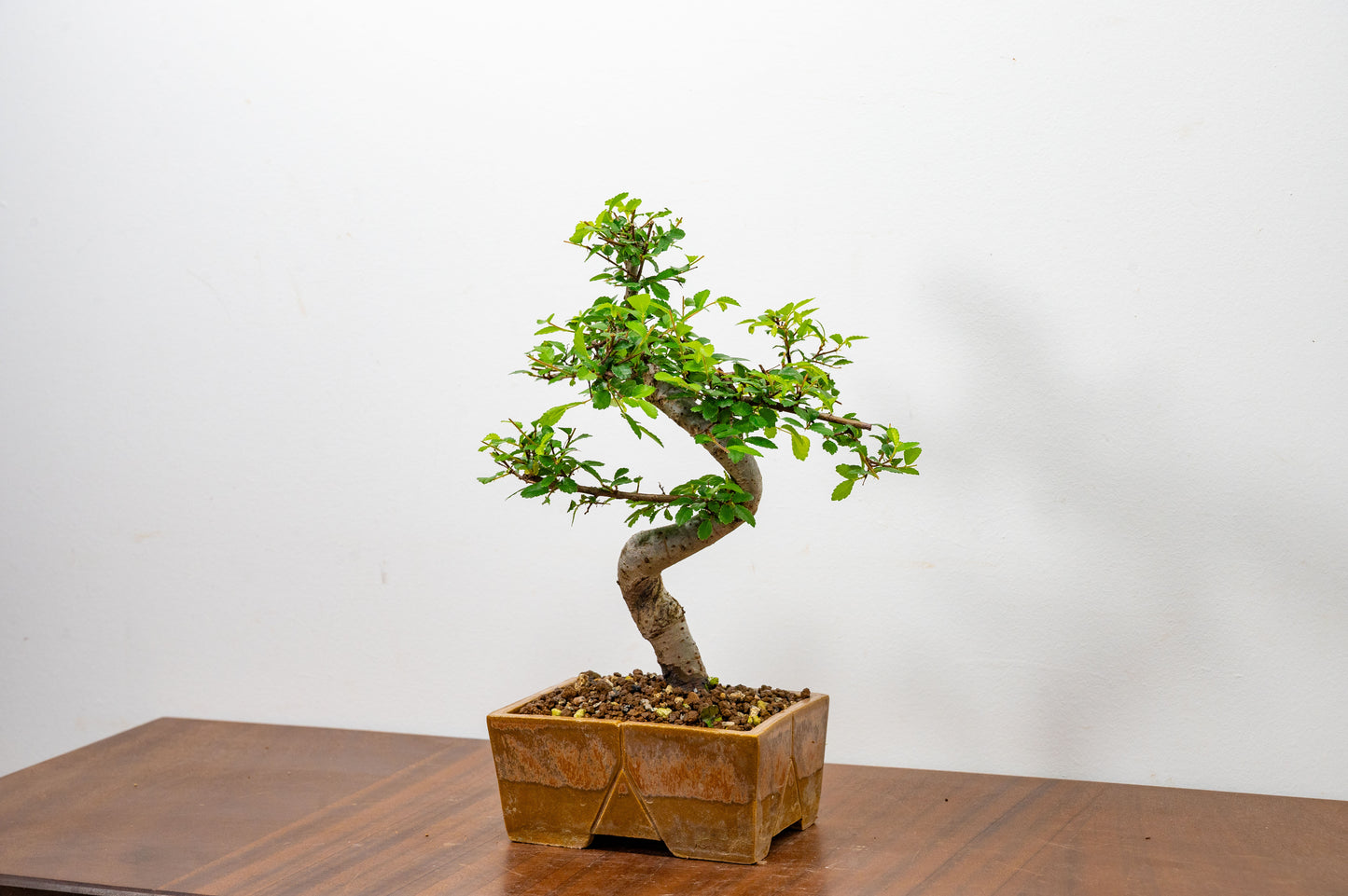 Chinese Elm Bonsai in 13cm Venus Brown DEEP Ceramic Dish+ Care Kit