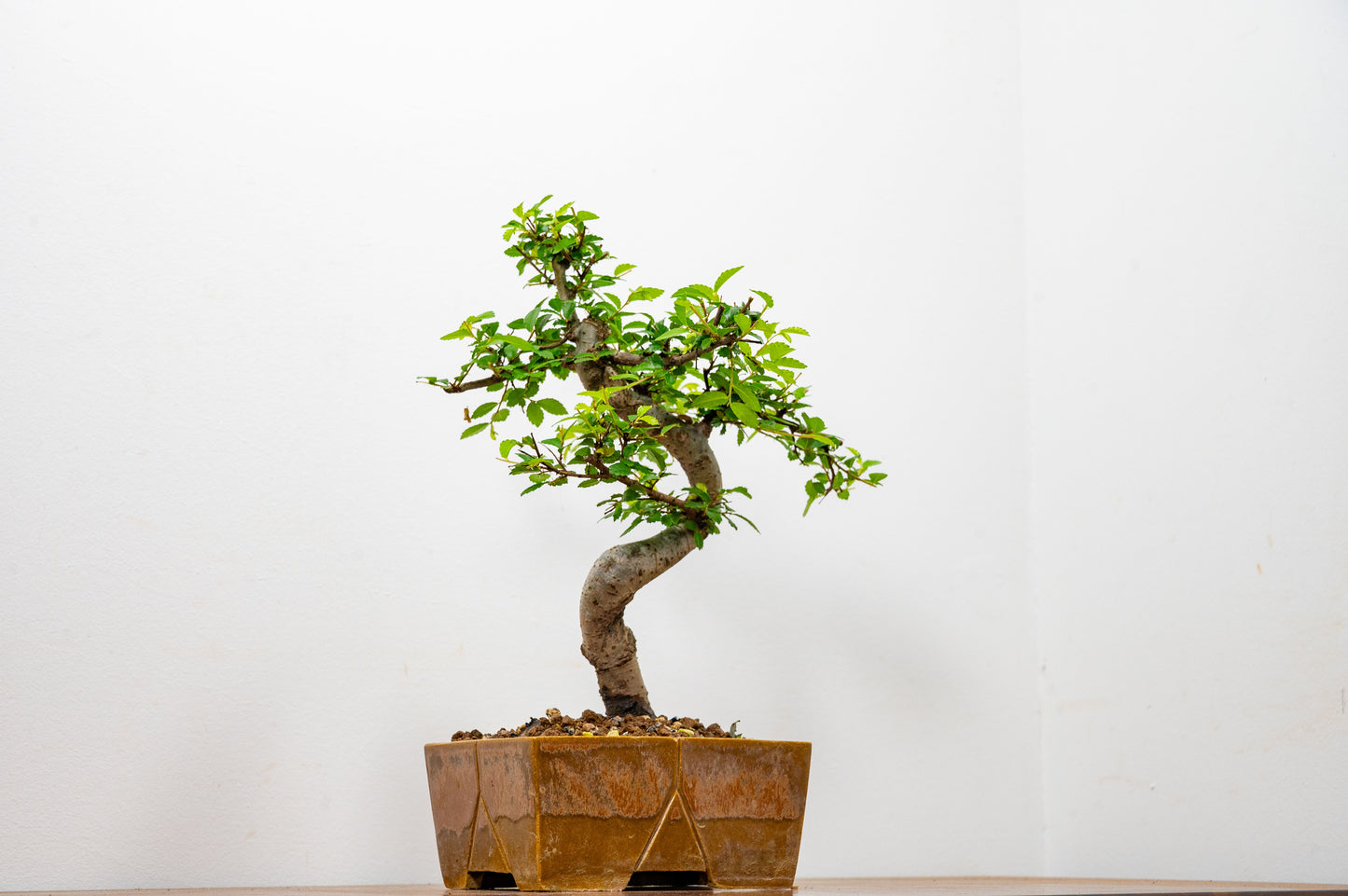 Chinese Elm Bonsai in 13cm Venus Brown DEEP Ceramic Dish+ Care Kit