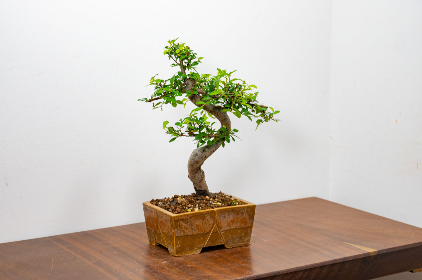 Chinese Elm Bonsai in 13cm Venus Brown DEEP Ceramic Dish+ Care Kit