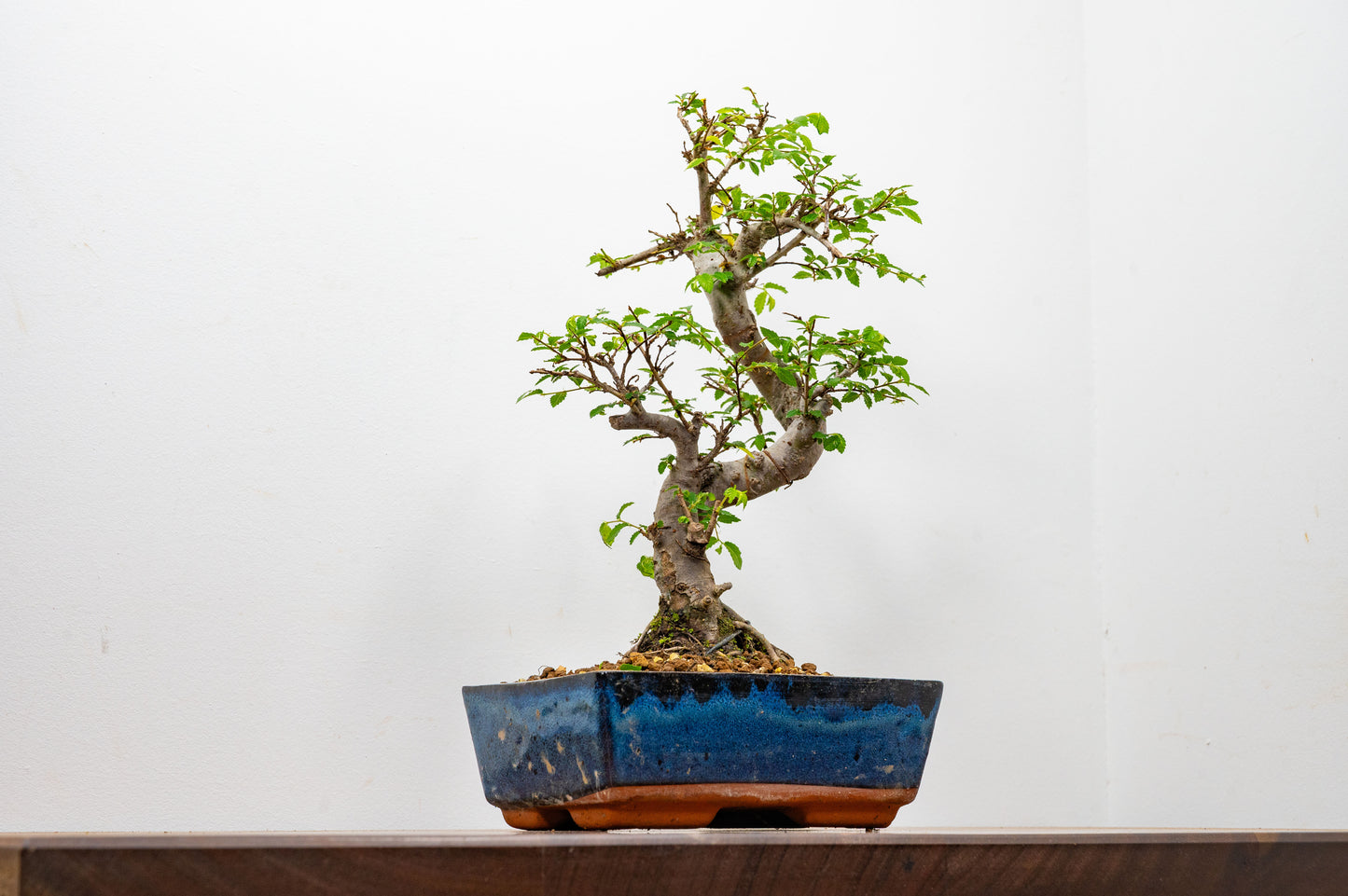 Chinese Elm Bonsai and Care Kit in 20cm Navy Ceramic Pot