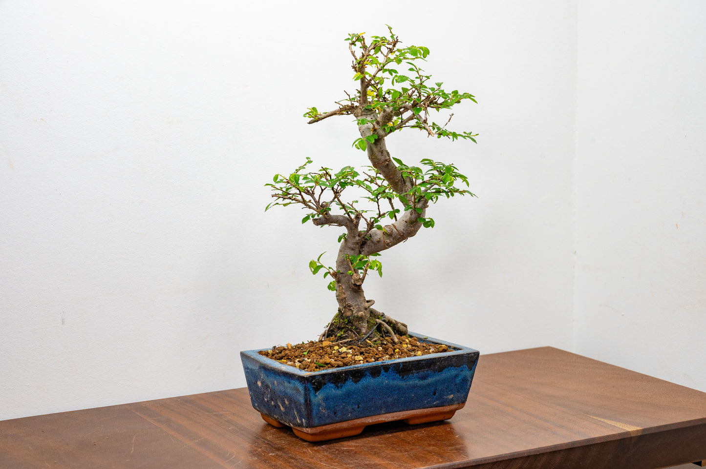 Chinese Elm Bonsai and Care Kit in 20cm Navy Ceramic Pot