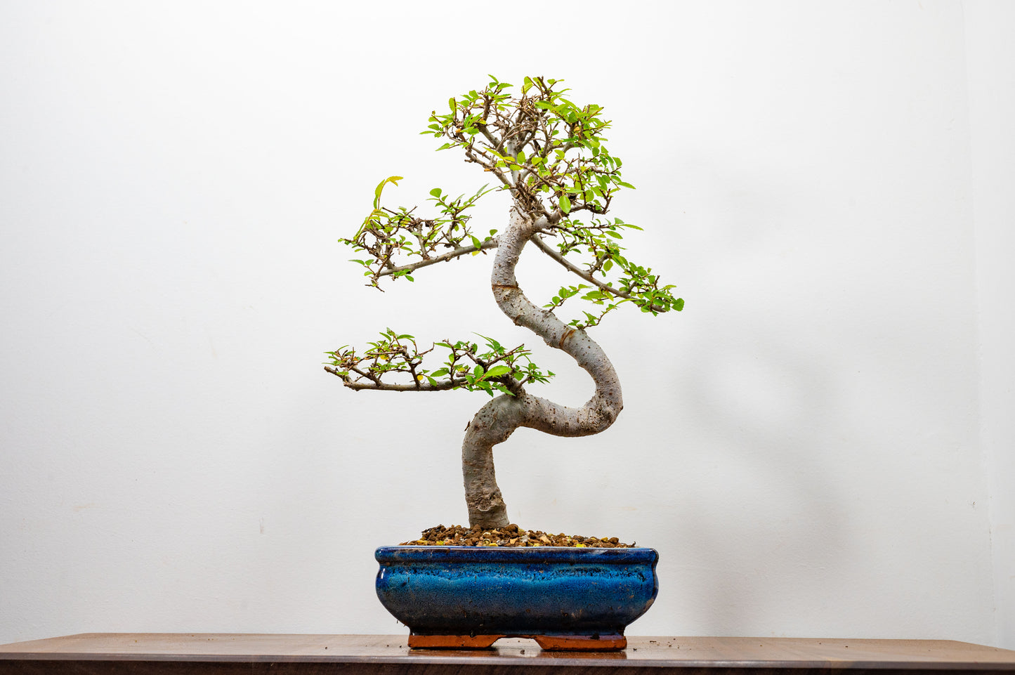 Chinese Elm Bonsai and Care Kit in 20cm Navy Ceramic Pot