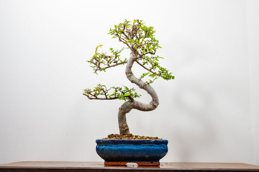 Chinese Elm Bonsai and Care Kit in 18cm Navy Ceramic Pot