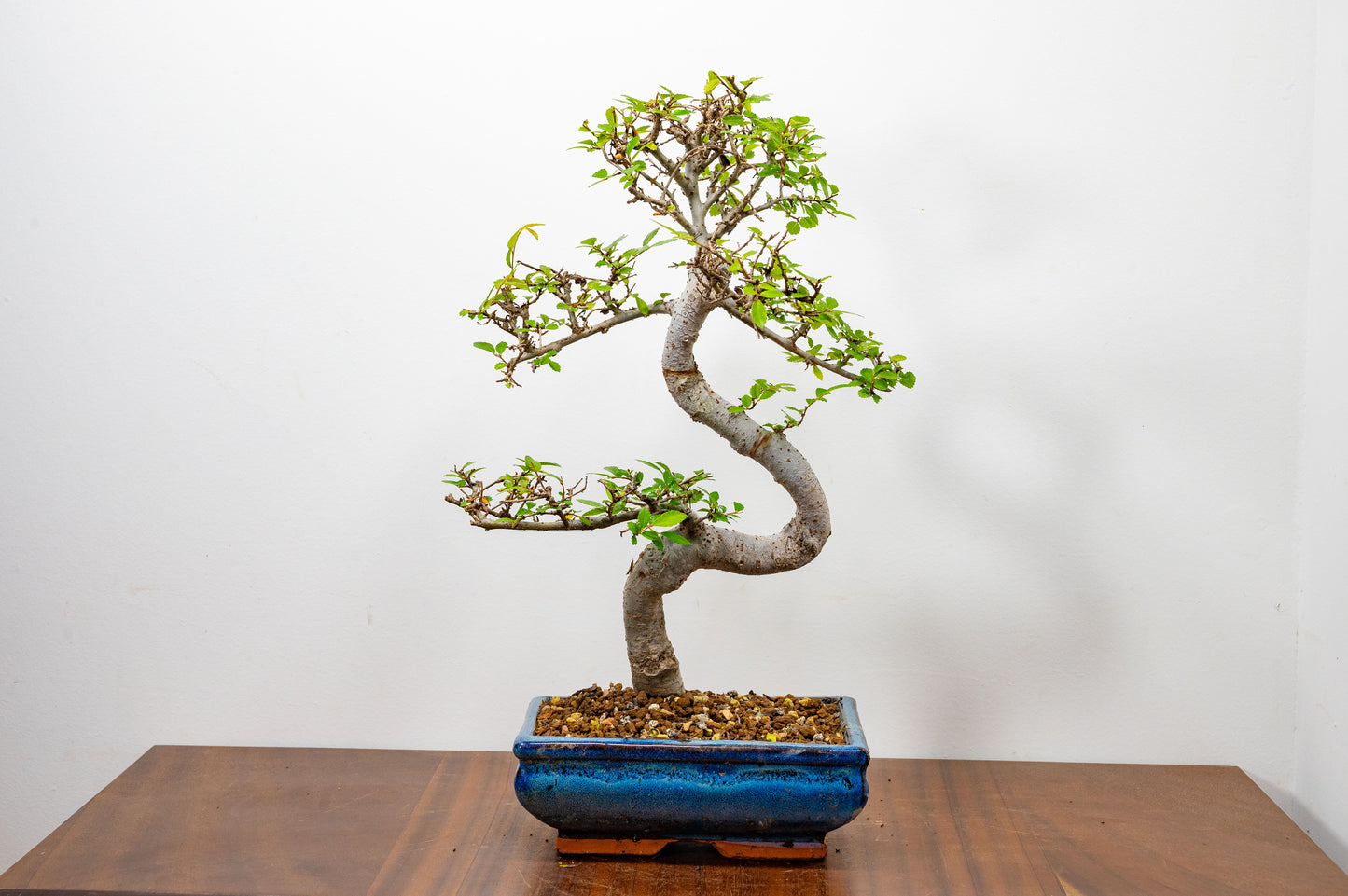 Chinese Elm Bonsai and Care Kit in 20cm Navy Ceramic Pot