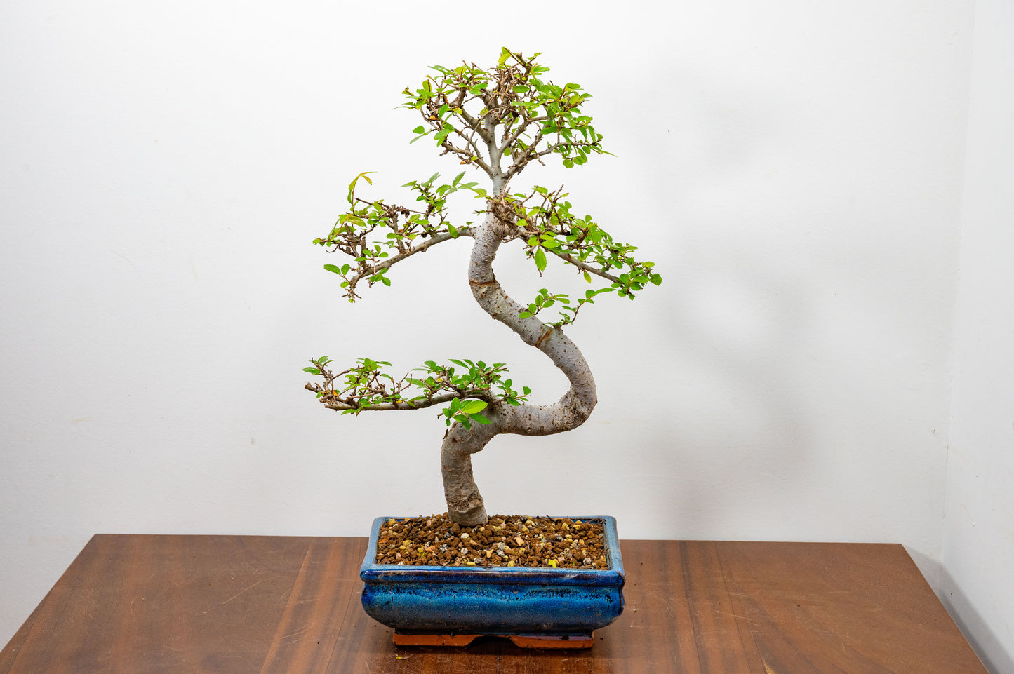 Chinese Elm Bonsai and Care Kit in 20cm Navy Ceramic Pot