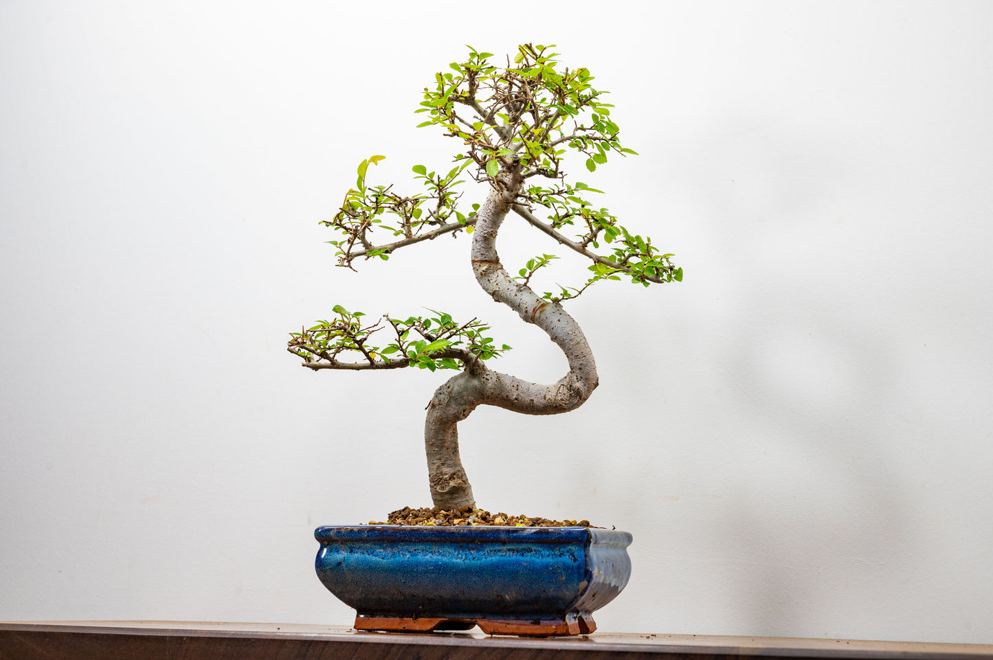 Chinese Elm Bonsai and Care Kit in 20cm Navy Ceramic Pot