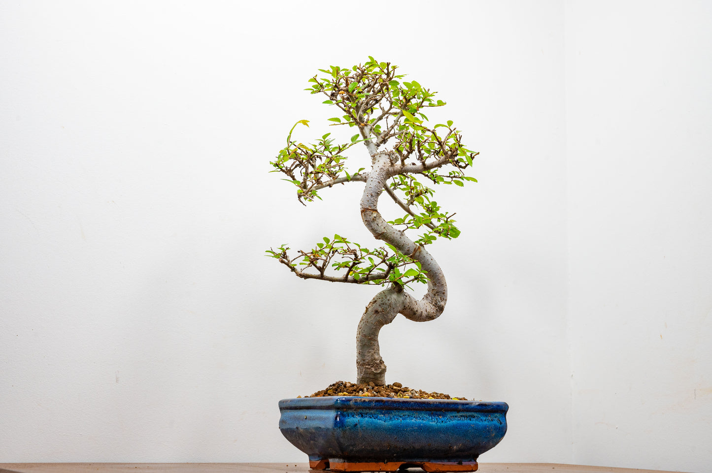 Chinese Elm Bonsai and Care Kit in 20cm Navy Ceramic Pot