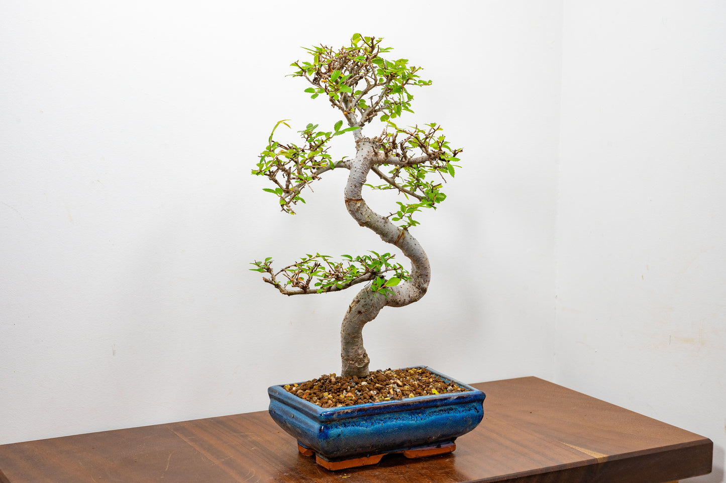 Chinese Elm Bonsai and Care Kit in 20cm Navy Ceramic Pot