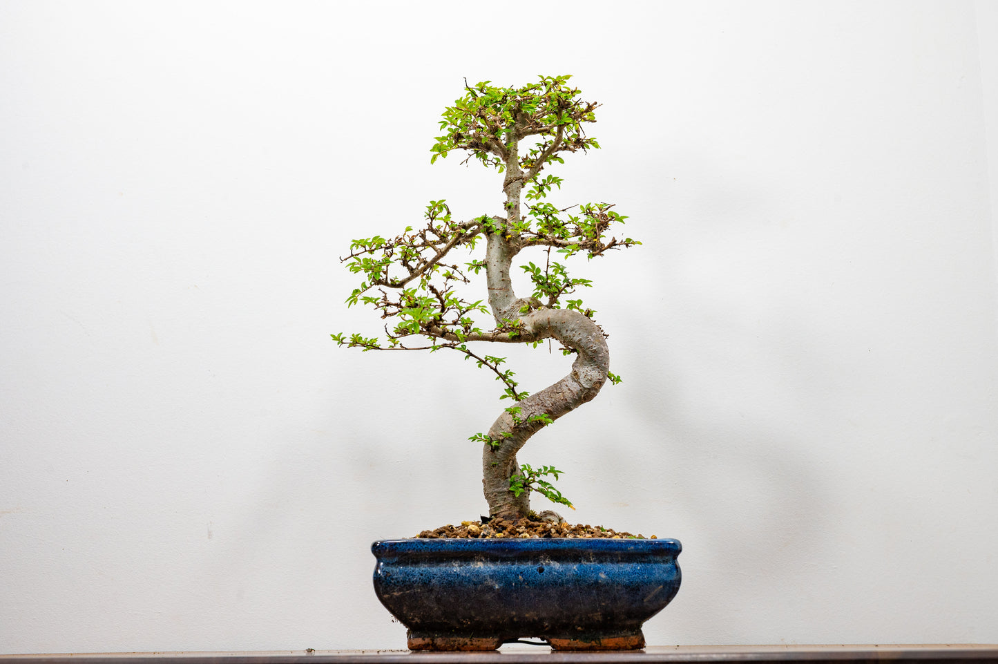 Chinese Elm Bonsai and Care Kit in 20cm Navy Ceramic Pot