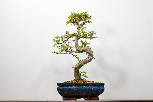 Chinese Elm Bonsai and Care Kit in 18cm Navy Ceramic Pot