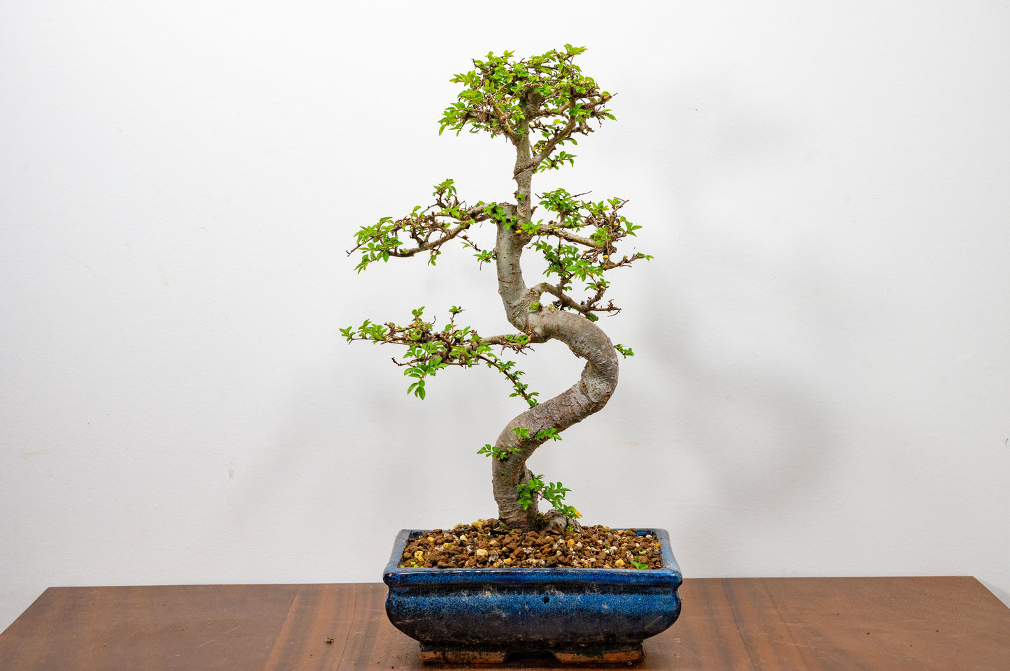 Chinese Elm Bonsai and Care Kit in 20cm Navy Ceramic Pot